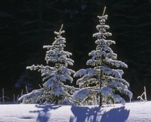 Spruse Trees Under Fresh Snow Canada