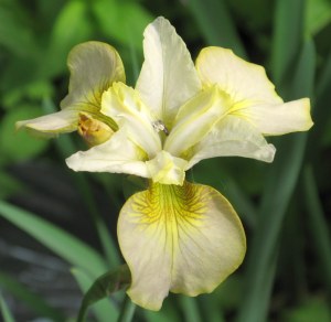 'Creme Carmel'  Siberian Iris -  Iris sibirica