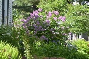 Lilac - Syringa