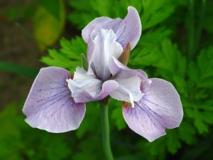 Pale violet Iris - Iris sibirica