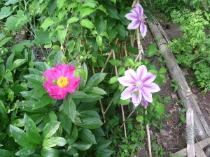 Peony - Paeonia and Clematis
