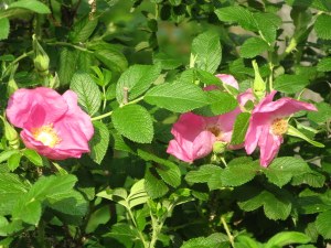 Rose - Rosa rugosa