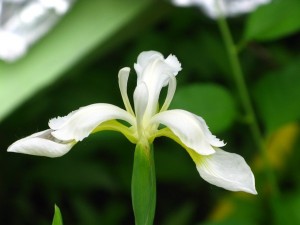 White Iris - Iris sibirica