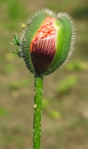 Oriental Poppy  Bud - Papaver orientale
