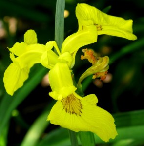 Yellow Siberian Iris -  Iris sibirica